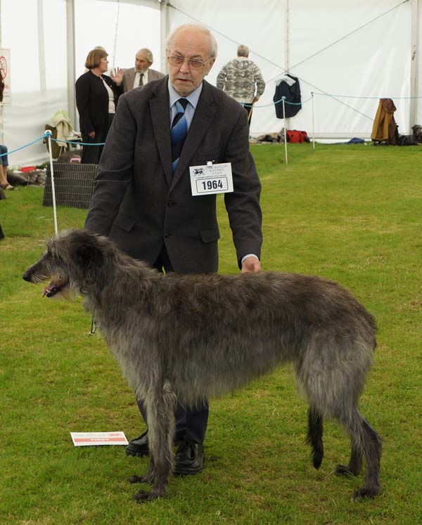 Reserve CC winners Welsh Kennel Club 2011